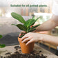 Engrais organique à libération lente en bâton pour plantes d'intérieur